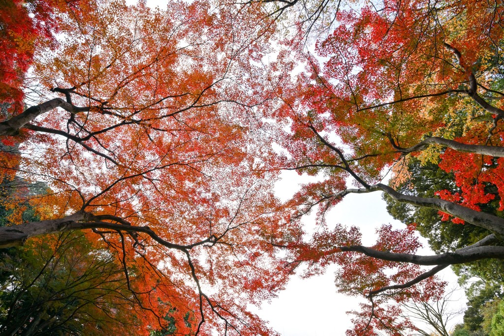 小石川後楽園【通天橋付近の紅葉】⑤20241202