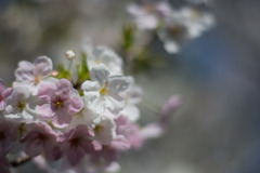 本牧山頂公園【サクラ：大島桜】④20200321