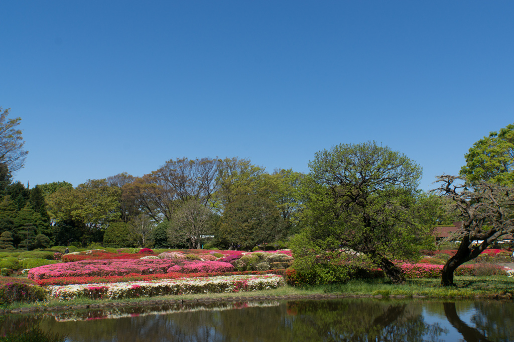 神代植物公園【つつじ園の眺め】①20170423