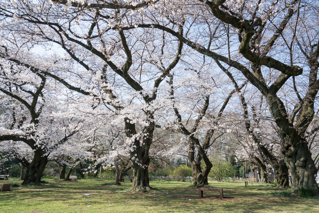 小石川植物園【桜並木の眺め】①20230322