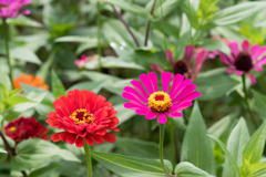 昭和記念公園【ジニア】20200921