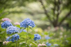 相模原北公園の紫陽花【西洋アジサイ】①20170611