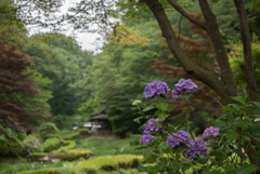 薬師池公園【菖蒲田付近のアジサイ】②20190623