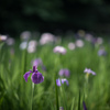 生田緑地【花菖蒲(紫縞系)】①20220604