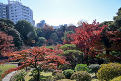 都内紅葉巡り【旧古河庭園：展望台から見た心字池方面】20251128
