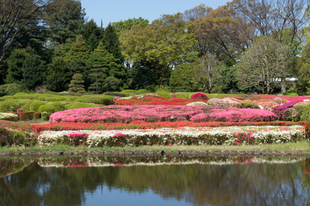 神代植物公園【つつじ園の眺め】②20170423