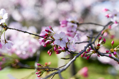 神代植物公園【サクラ：神代曙】⑥20240330