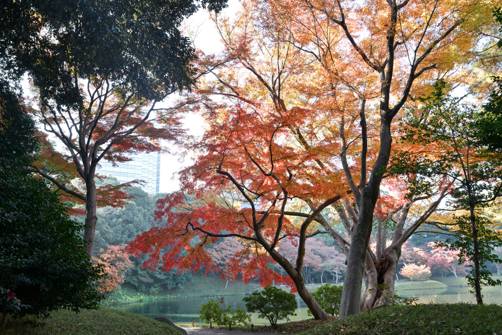 都内紅葉巡り【小石川後楽園：舟着付近】20251128