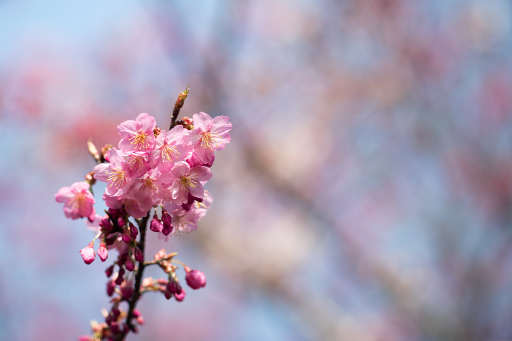 本牧山頂公園【桜：横浜緋桜】⑤20220325
