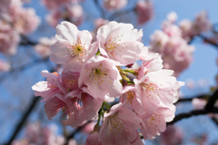 新宿御苑【大寒桜】③20170311