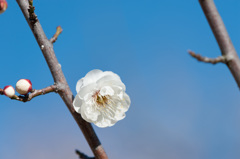 【小田原フラワーガーデン(鶯宿)】②20150214