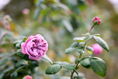 大船フラワーセンター【秋パラ：カインダ・ブルー】20251102