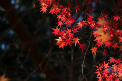新宿御苑【新宿門近くの見頃のモミジ】②20161210