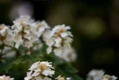 薬師池公園【紫陽花：カシワバアジサイ】20180609