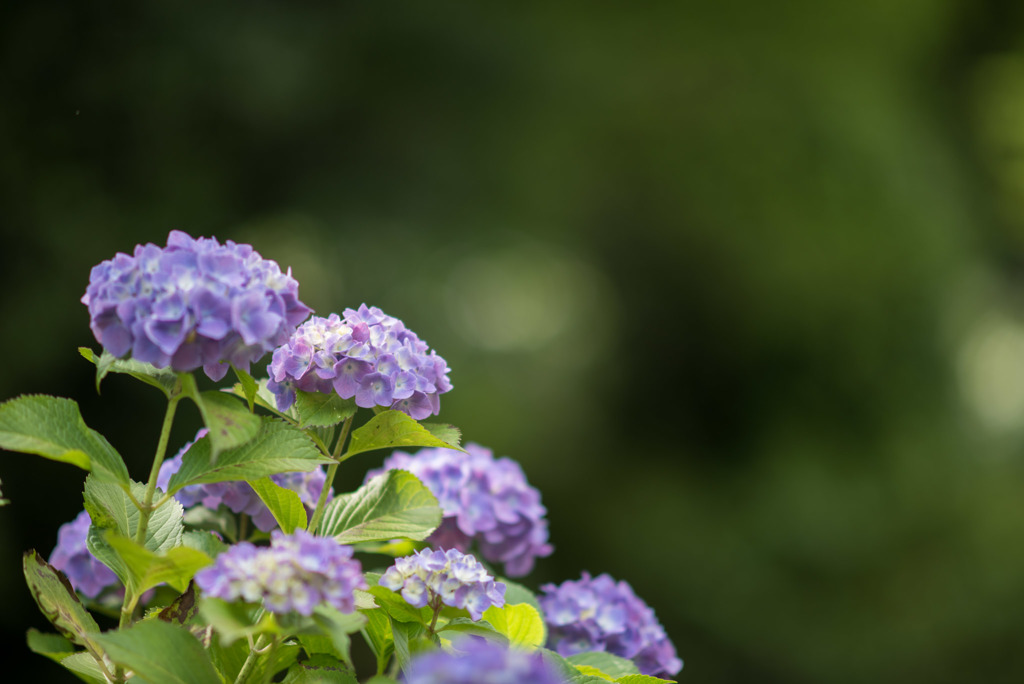 正覚寺【紫陽花】⑤20180602