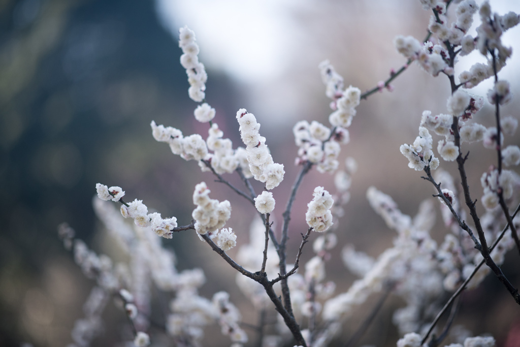 大倉山公園梅林【梅：蓬莱】20230304