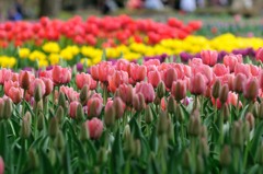 【チューリップ】①20140405