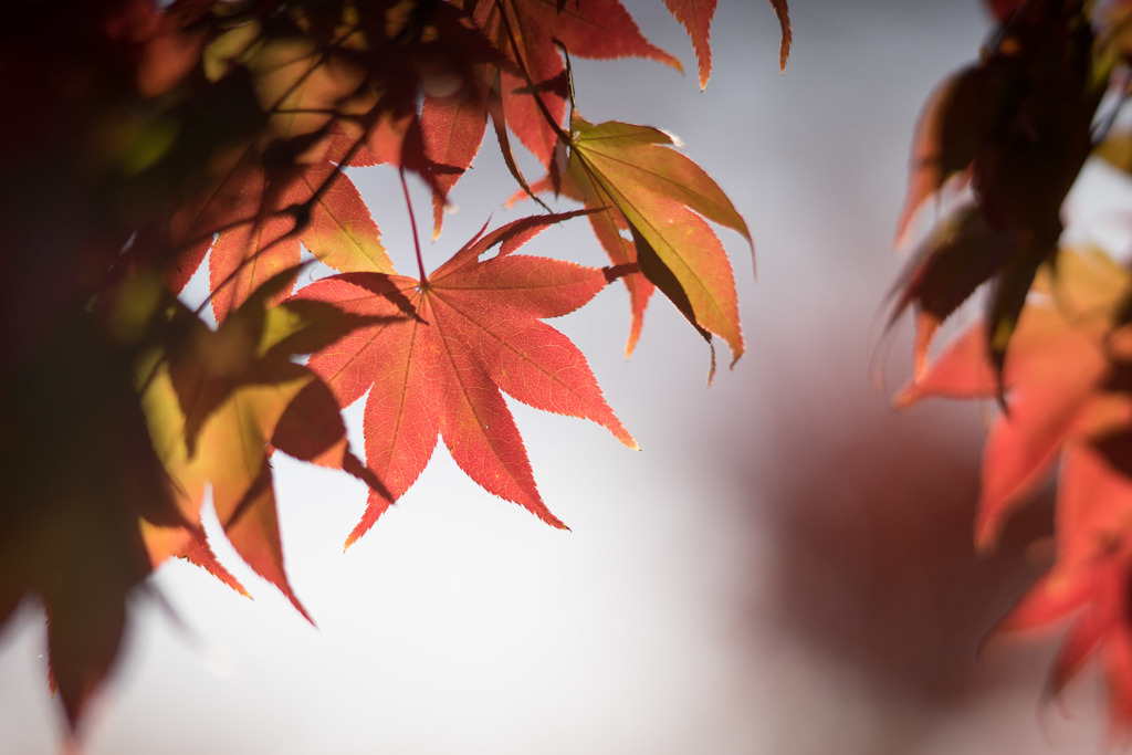 昭和記念公園【日本庭園：紅葉のピックアップ】⑥20181117