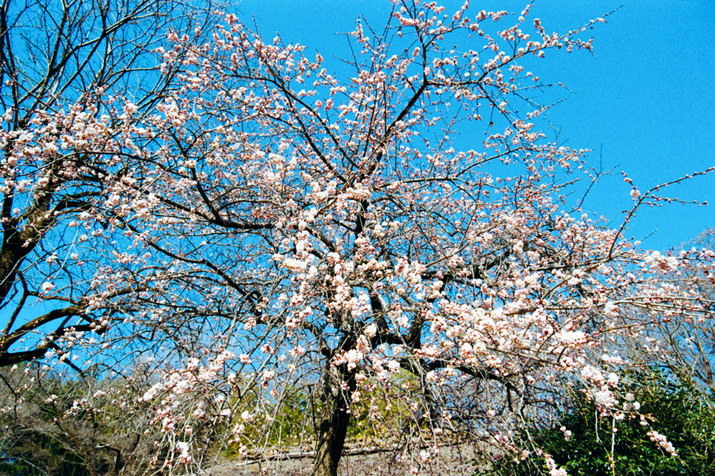 薬師池公園【梅の花：枝垂梅】②20220312銀塩NLP