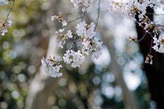 新宿御苑【桜：染井吉野】⑥20210323銀塩NLP