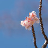 皇居東御苑【寒桜】②20190203