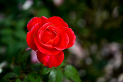 大船フラワーセンター【秋パラ：光彩】20251102