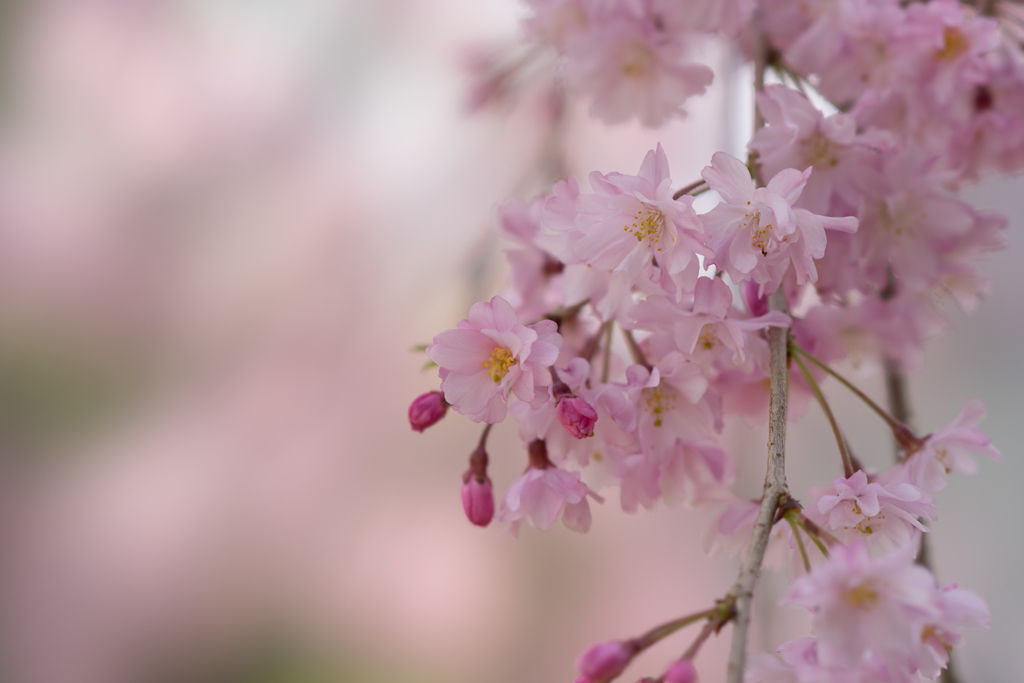 テリタビーズ公園【枝垂れ桜】④20170415