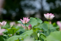 花菜ガーデン【田んぼたんぼの蓮(近景)】②20250713