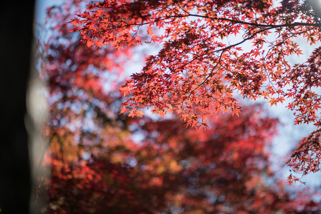 薬師池公園【薬医門へ向かう道の紅葉】④20211113