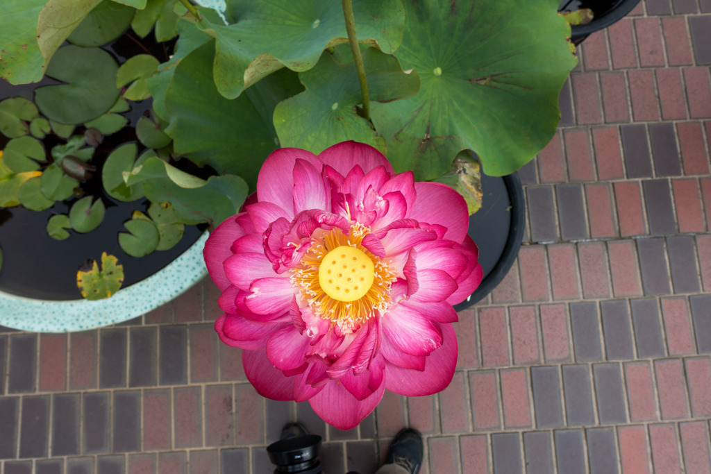 大船フラワーセンター【蓮の花：紅富士】②20200705