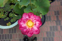 大船フラワーセンター【蓮の花：紅富士】②20200705
