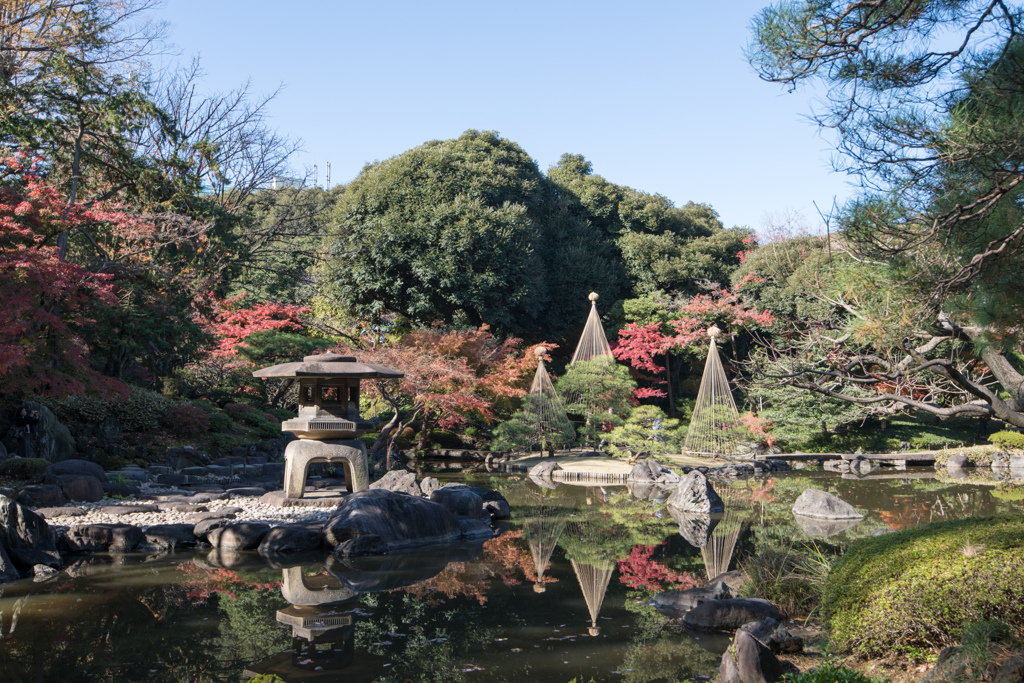 旧古河庭園【雪見灯篭と紅葉】20221125