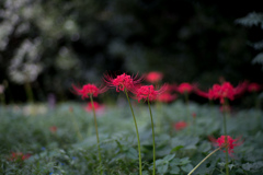 神代植物公園【彼岸花】①20230920