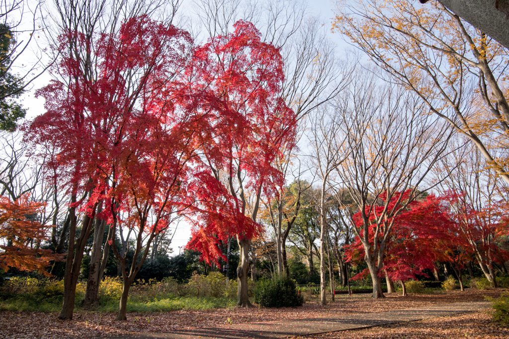 神代植物公園【自由広場の紅葉】②20201213
