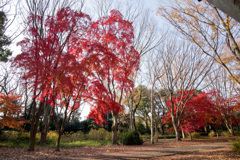 神代植物公園【自由広場の紅葉】②20201213
