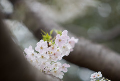 本牧山頂公園【サクラ：山桜】⑦20190330