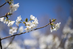 テリタビーズ公園【サクラ：大島桜】②20200322