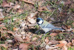 神代植物公園【野鳥：シジュウカラ】③20180113