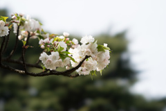 新宿御苑【桜：市原虎の尾】②20170416