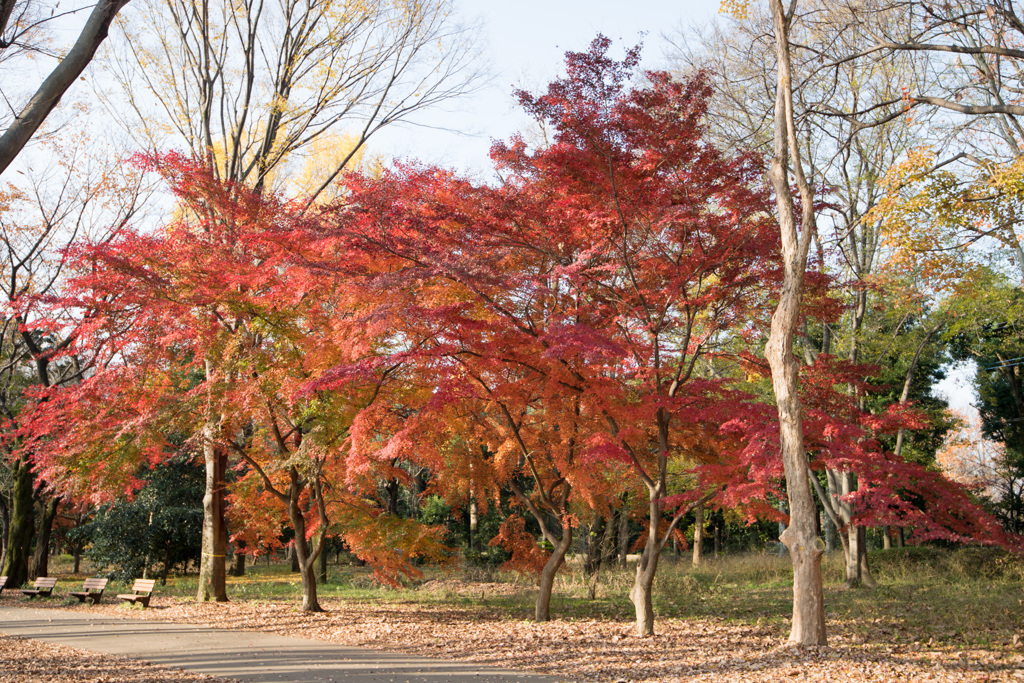 神代植物公園【自由広場の紅葉】⑥20201213