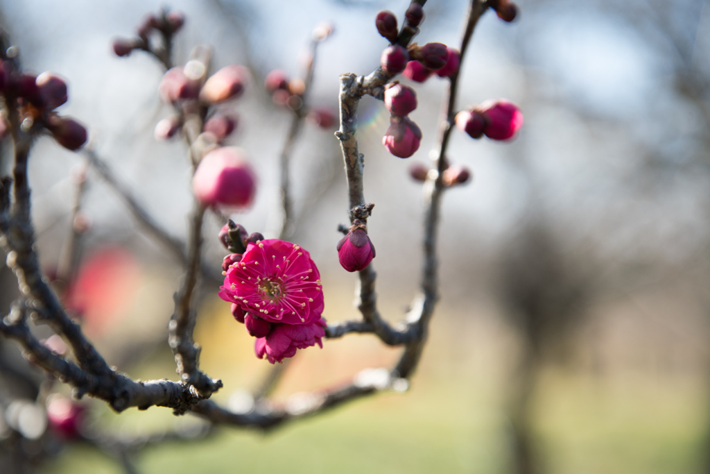 府中市郷土の森【早咲き梅：鹿児島紅】②20230121