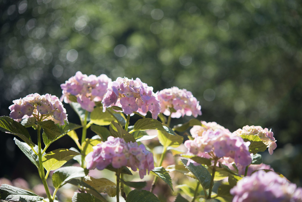 相模原北公園【紫陽花： ザ・クリスマス】③20190616