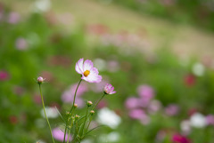 昭和記念公園【花の丘のコスモス：ドワーフ・センセーション】望遠マクロ⑥201