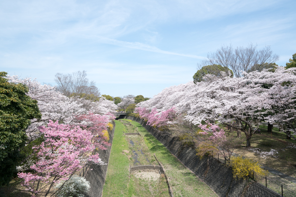 昭和記念公園【残堀川沿い：ふれあい橋から】①20220402