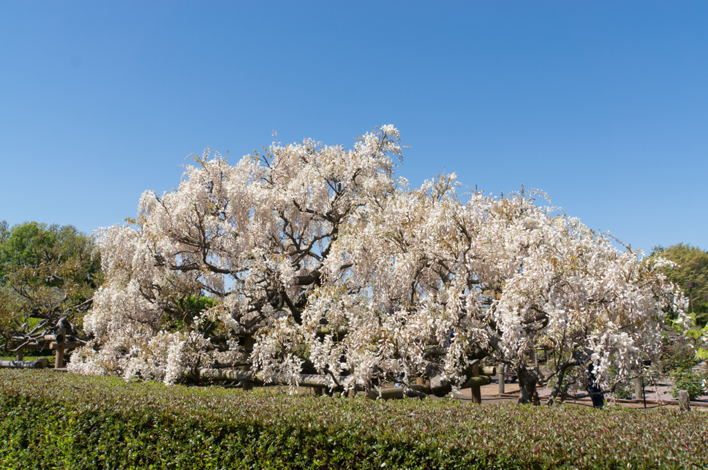 神代植物公園【藤：麝香藤】20170423
