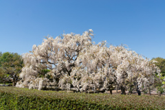 神代植物公園【藤：麝香藤】20170423