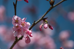 花菜ガーデン【桜：雅（ミヤビ）】②20210314