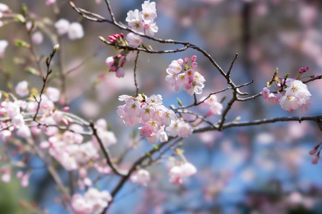 神代植物公園【神代曙の近景】①20230319