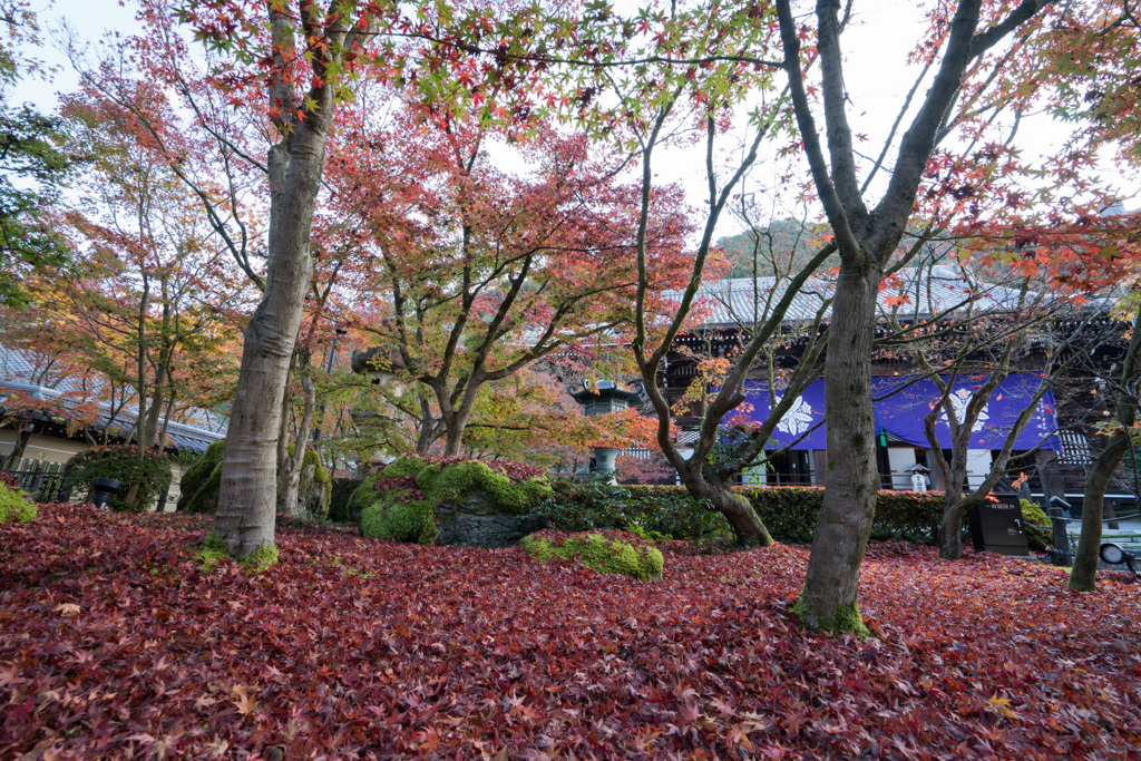 京都の紅葉【永観堂：御影堂付近】①20201126