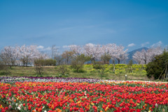 春の花菜ガーデン【チューリップ畑の眺め】①20200403